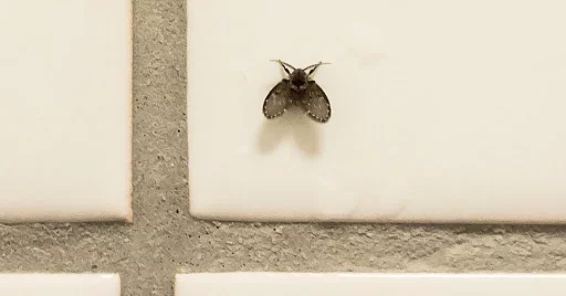 How To Get Rid Of Drain Flies